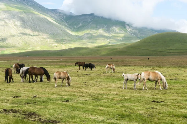 Piano Grande di Castelluccio (Италия) ) — стоковое фото