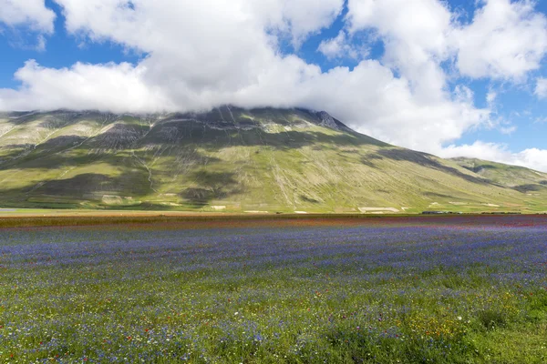 Piano Grande di Castelluccio (Italy) — Stock Photo, Image