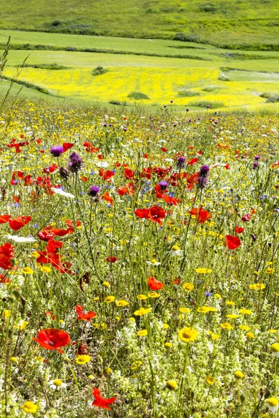 Piano Grande di Castelluccio (Itália) ) — Fotografia de Stock