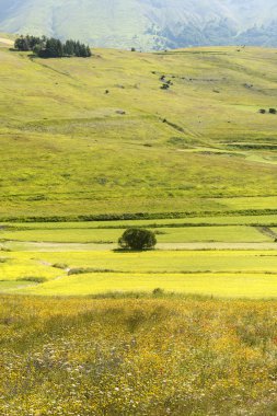 Piyano Grande di Castelluccio (İtalya)