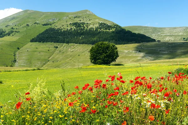 Piano Grande di Castelluccio (Italy) — Stock Photo, Image