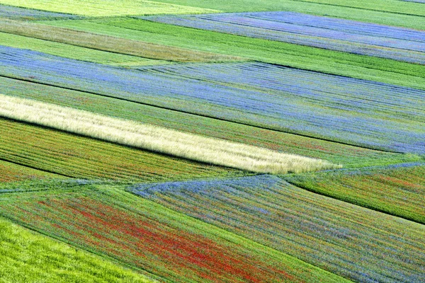 Piano Grande di Castelluccio (Италия) ) — стоковое фото