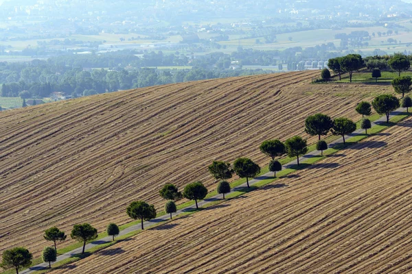 Sommerlandschaft in Märschen (Italien) — Stockfoto