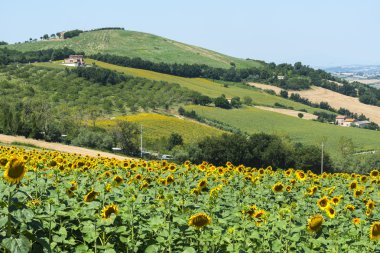 Yürüyüşleri (İtalya yaz peyzaj)