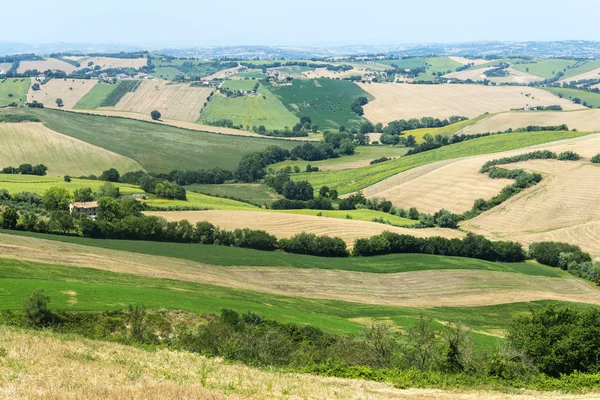 Summer landscape in Marches (Italy) — Stock Photo, Image