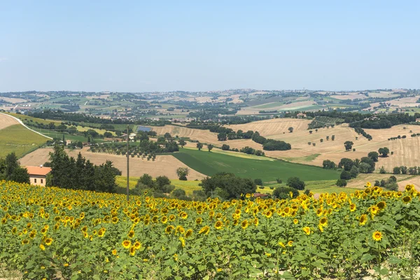 Paisaje de verano en Marcas (Italia) ) — Foto de Stock