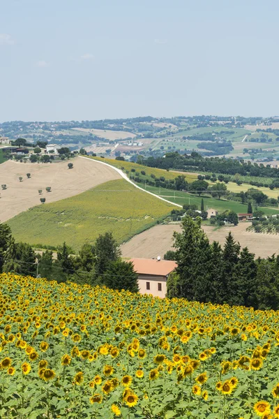 Summer landscape in Marches (Italy) — Stock Photo, Image