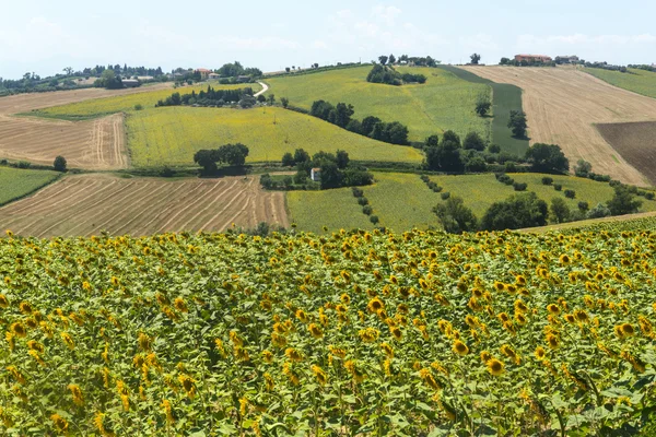 Sommerlandskab i Marche (Italien ) - Stock-foto