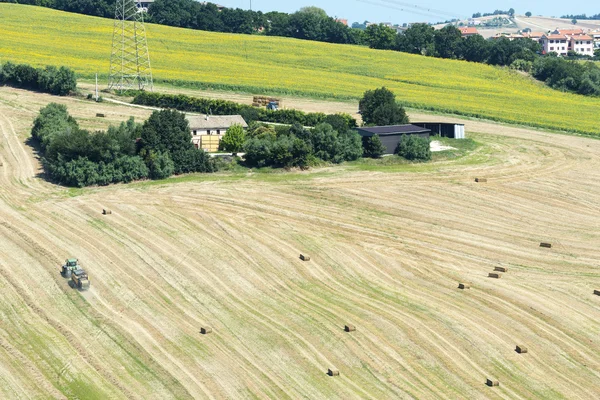 Summer landscape in Marches (Italy) — Stock Photo, Image