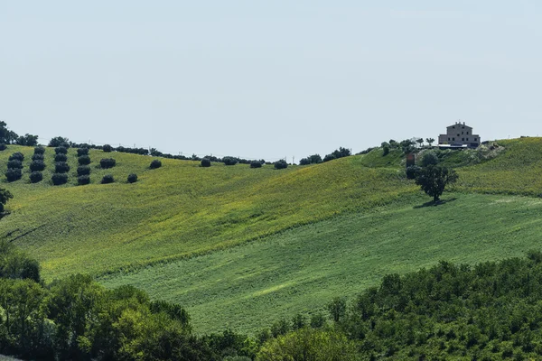 Літній пейзаж у марші (Італія) — стокове фото