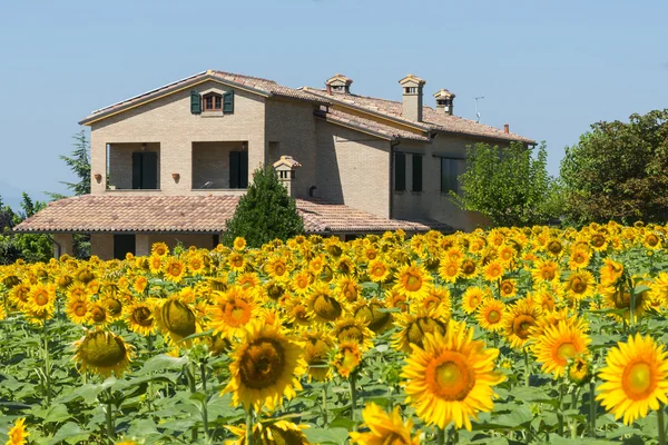 Sommerlandschaft in Märschen (Italien) — Stockfoto