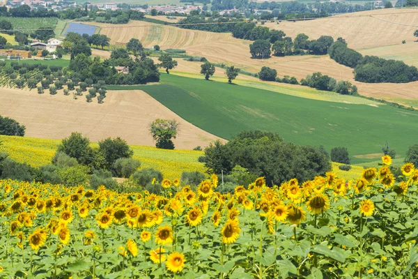Zomer landschap in Marches (Italië) — Stockfoto
