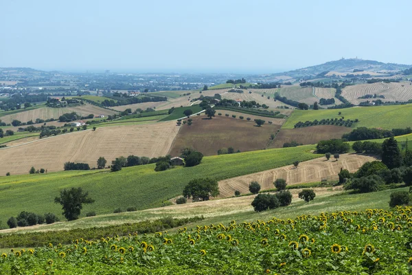 Sommaren landskapet i Marche (Italien) — Stockfoto