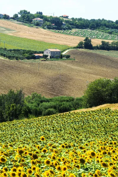 Zomer landschap in Marches (Italië) — Stockfoto