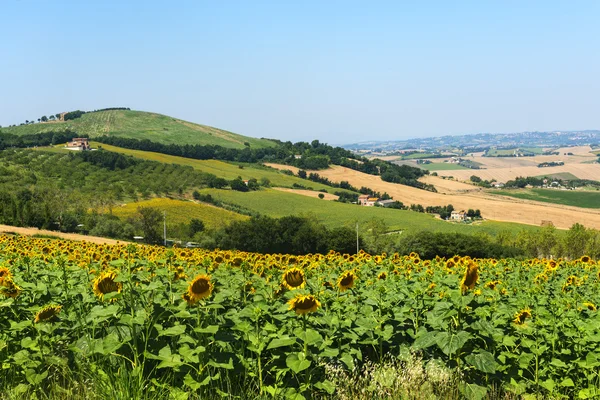 Sommaren landskapet i Marche (Italien) — Stockfoto