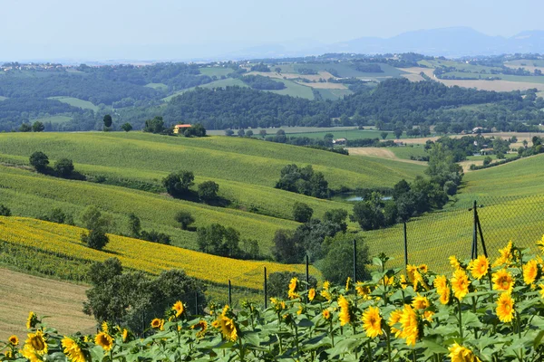 Summer landscape in Marches (Italy) — Stock Photo, Image