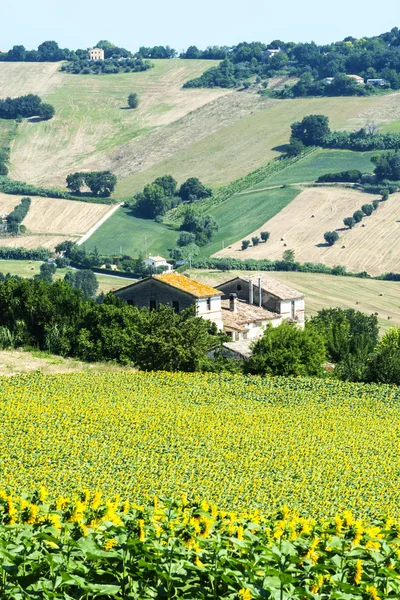 Summer landscape in Marches (Italy) — Stock Photo, Image