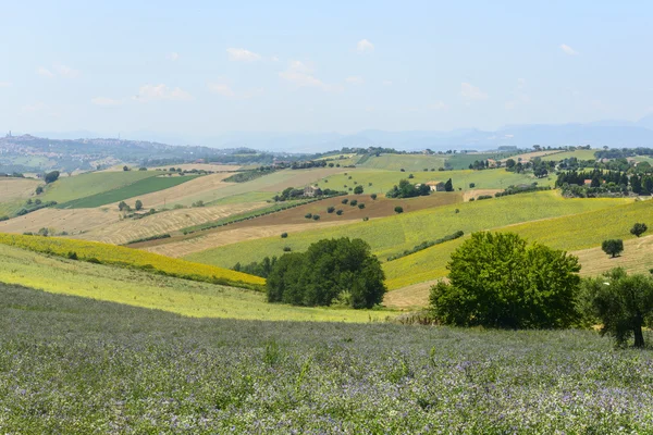 Zomer landschap in Marches (Italië) Stockfoto