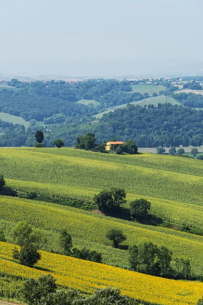 Paisaje de verano en Marcas (Italia) ) — Foto de Stock