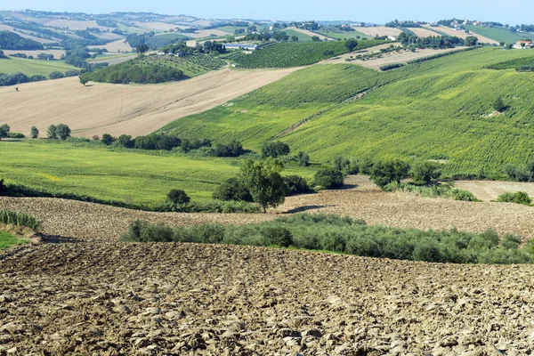 Marche (Italia): paesaggio estivo — Foto Stock