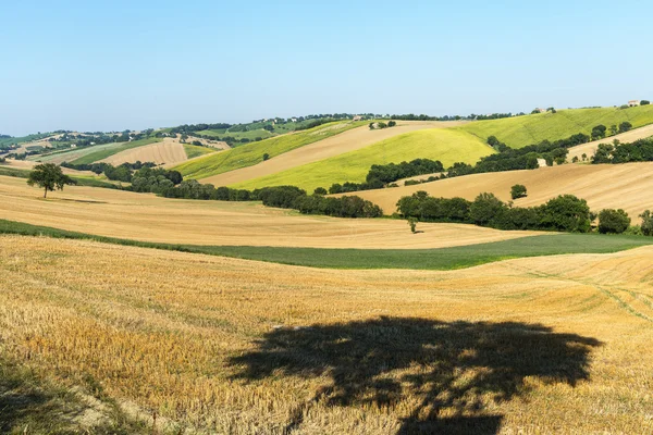 Marches (Italy): summer landscape — Stock Photo, Image