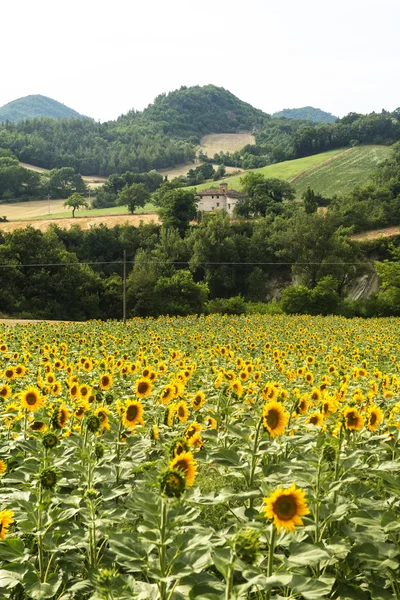 Pochody: venkovská krajina — Stock fotografie