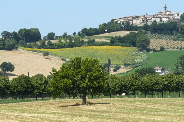 Marches (Italy): summer landscape — Stock Photo, Image