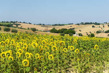 Yürüyüşleri (İtalya): yaz manzara