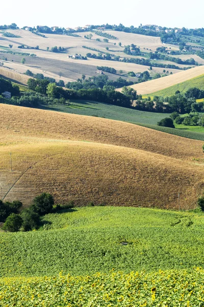 Marches (Italy): summer landscape — Stock Photo, Image