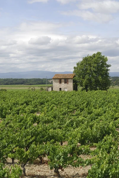 Winnice w regionie Langwedocja-Roussillon (Francja) na lato — Zdjęcie stockowe