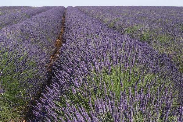 Valensole (Provence, France) - Field of lavender — Stock Photo, Image