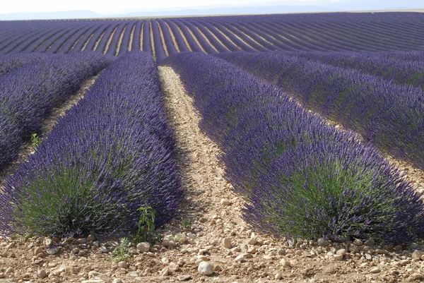 Valensole (Provence, France) - Field of lavender — Stock Photo, Image