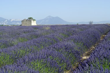 Valensole (Provence), yaz, lavanta alanlar