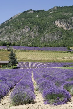 (Cuneo, İtalya), lavanta alanları demonte
