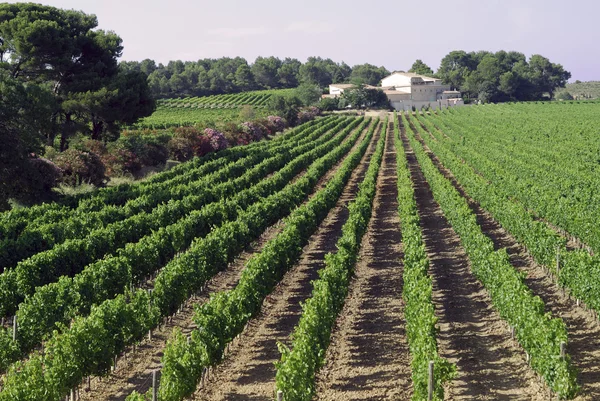 Vigneto vicino Montpellier (Francia) ) — Foto Stock