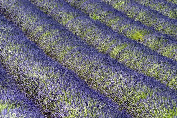 Lavendel in Valensole, Provence — Stockfoto