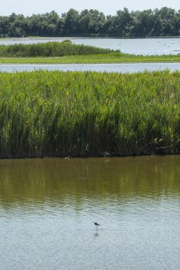 Valli di Comacchio (İtalya)