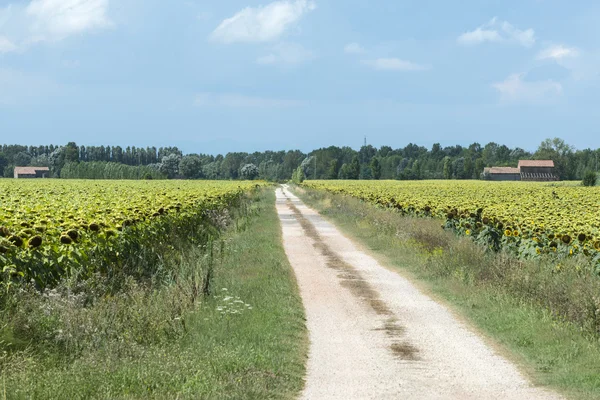 Land in der Nähe von Ravenna (Italien) — Stockfoto