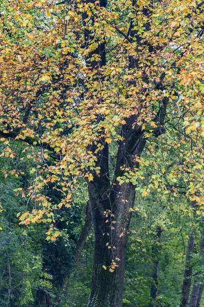 Spadek w Monza Park — Zdjęcie stockowe