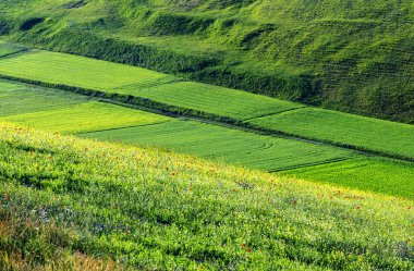 Piyano Grande di Castelluccio (İtalya)