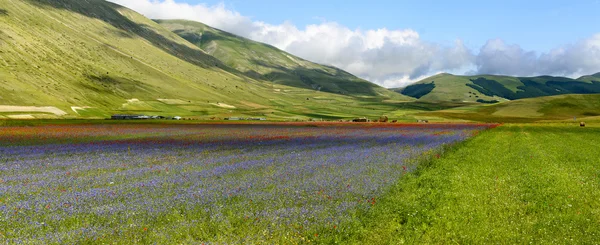 Piano Grande di Castelluccio (Italy) — Stock Photo, Image