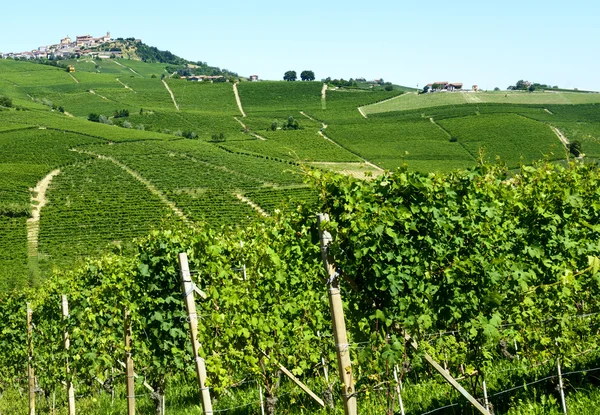 Summer landscape in Langhe (Italy) — Stock Photo, Image