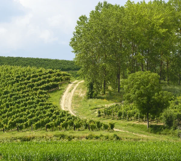 Krajobraz lato w monferrato (Włochy) — Zdjęcie stockowe