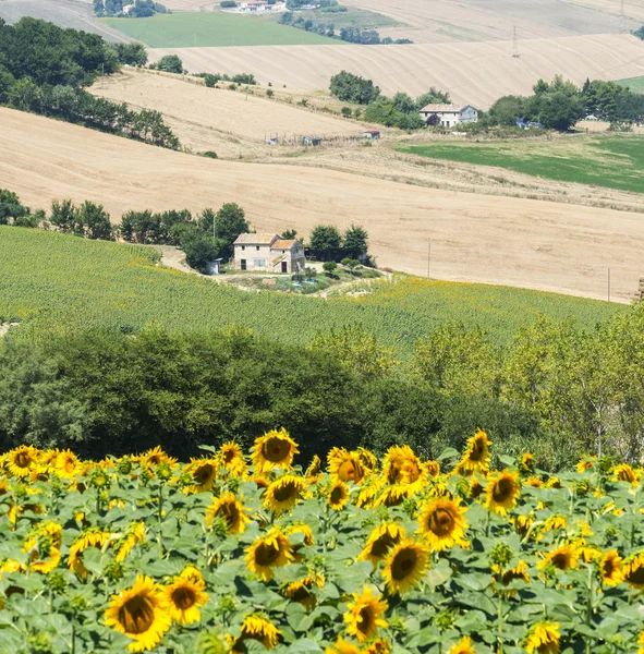 Sommaren landskapet i Marche (Italien) — Stockfoto