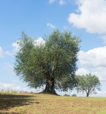 Maremma (Toskana, İtalya)