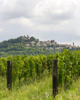 monferrato üzüm bağları ile yaz peyzaj