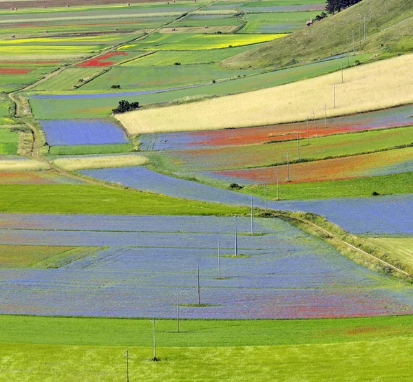 Piano Grande di Castelluccio (Italia) ) —  Fotos de Stock