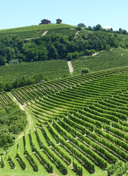 Paisagem de verão em Langhe (Itália ) — Fotografia de Stock