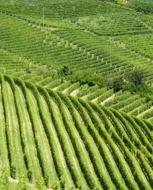 langhe (İtalya yaz peyzaj)