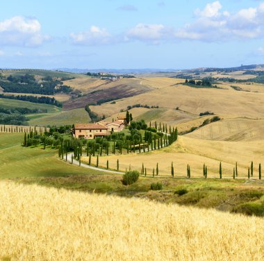 Girit senesi (Toskana, İtalya)